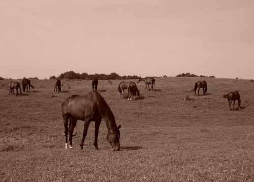 Konie na pastwisku, stadnina koni Sokolnik #koń #konie #natura #zwierzęta #krajobraz #krajobrazy #sokolnik #pastwisko #przyroda