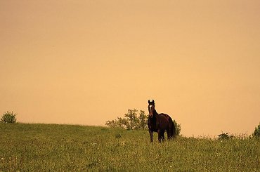 Wełnianka na pastwisku, stadnina koni Sokolnik #koń #konie #natura #zwierzęta #krajobraz #krajobrazy #sokolnik #pastwisko #wałna #przyroda