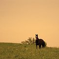 Wełnianka na pastwisku, stadnina koni Sokolnik #koń #konie #natura #zwierzęta #krajobraz #krajobrazy #sokolnik #pastwisko #wałna #przyroda
