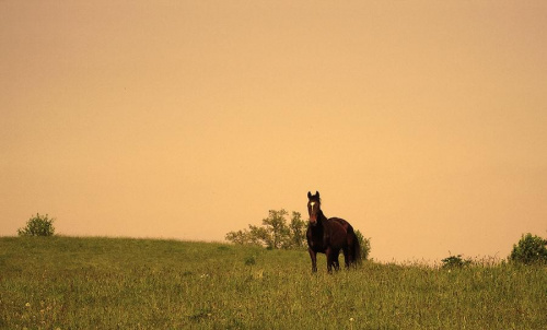 Wełnianka na pastwisku, stadnina koni Sokolnik #koń #konie #natura #zwierzęta #krajobraz #krajobrazy #sokolnik #pastwisko #wałna #przyroda