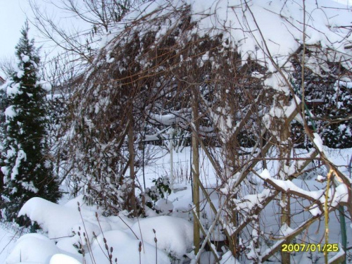 zimowe popołudnie #zima #drzewa