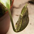 Nepenthes x kuchingensis