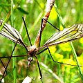 #komar #natura #owady #przyroda