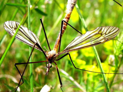 #komar #natura #owady #przyroda