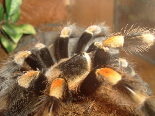 B. smithi