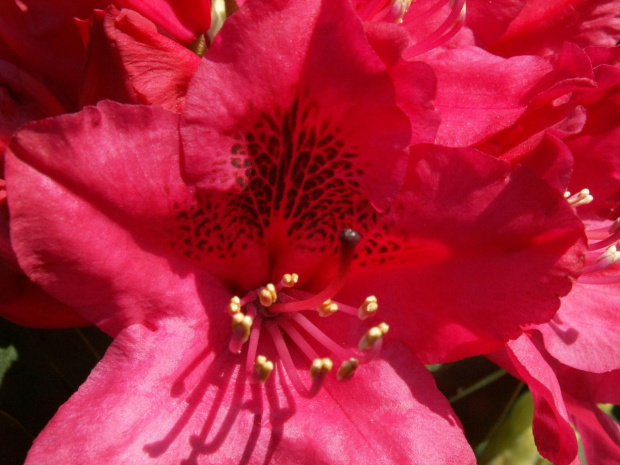 rhododendron,,,,samo serce kwiatka ,,,,,