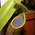 Nepenthes tobaica