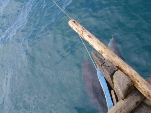 Kenia Delfiny #KeniaOcanWodaDelfinyRybyŁódz