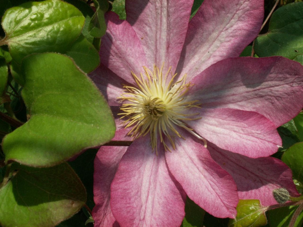 to równiez clematis