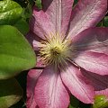 to równiez clematis