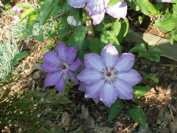 clematis,,,,,,wsadzony do ziemi jesienia 2006 r