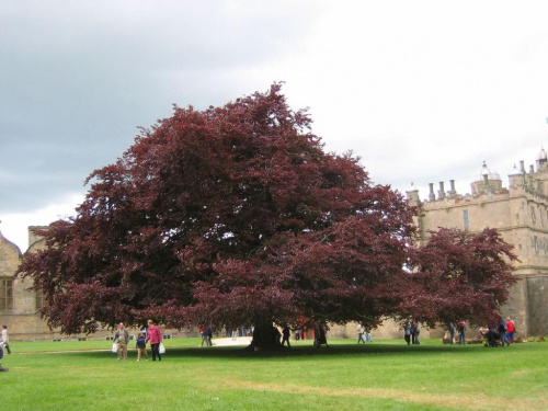 Bolsower Castle