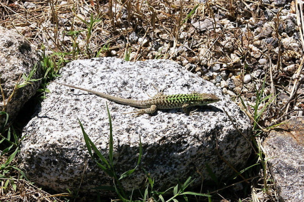 Calabria - królestwo jaszczurek #gady