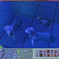 Duchy: Bąbel, Kora i Kalarepka. :D #Sims2 #Zwierzaki