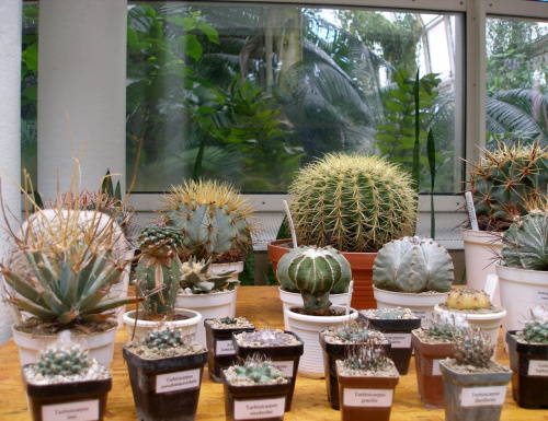 wystawa kaktusów warszawa 2007 #WystawaKaktusów #warszawa #kaktus #meksyk #kwiat