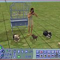 Zrobiłam zrzut ekranu. :) Tu moja przeszła rodzinka: Daria Chapi, Bąbel, Kora, Kalarepka, Kuleczka, Pyzio, Sunia i nieśmiertelna papuga Chrumcio. :D #Sims2 #Zwierzaki