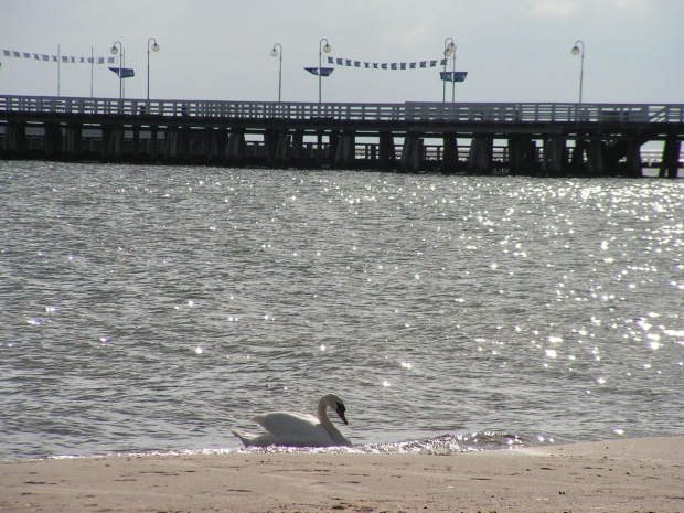 Sopocka plaża przed molo