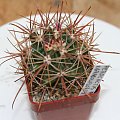 Ferocactus Fordii
var.Gracoliforus MH-196