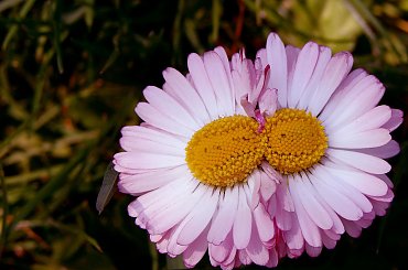 #kwiaty #Przemyśl #Zielonka