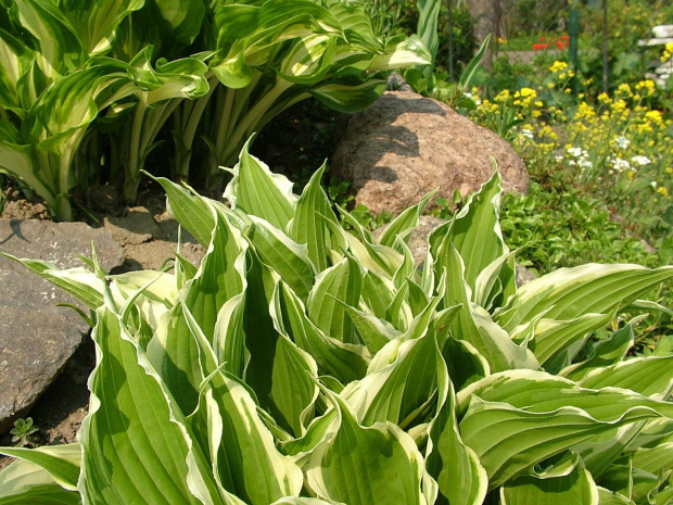 hosta (funkia) #kwiaty