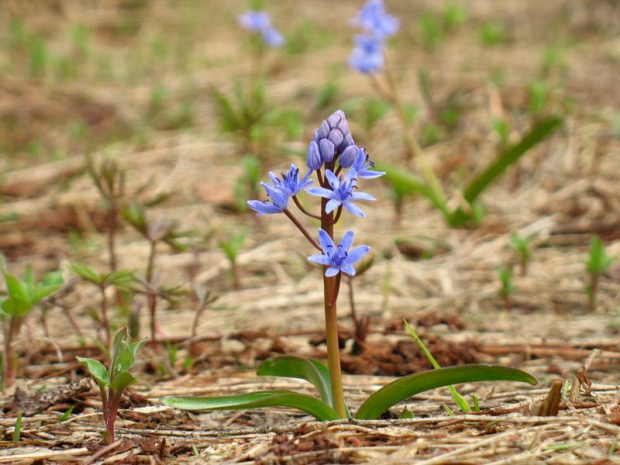 Scilla bifolia #przyroda