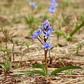 Scilla bifolia #przyroda