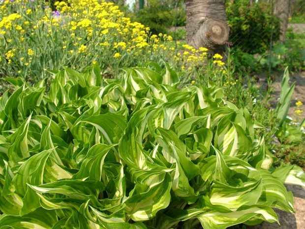 hosta (funkia) #kwiaty