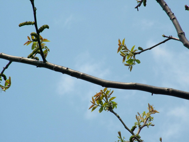 orzech włoski #DrzewaOwocowe