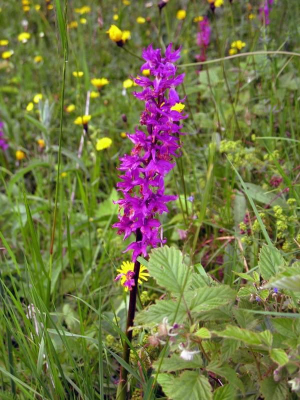 Storczyk błotny (Orchis palustris) #przyroda