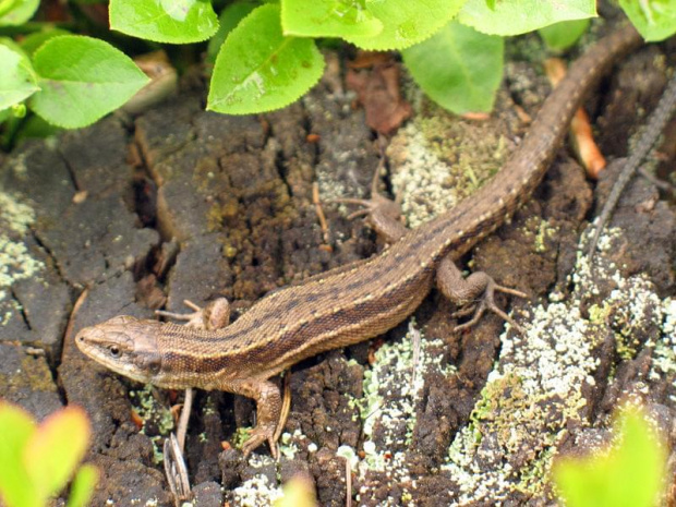 Jaszczurka zwinka (Lacerta agilis) #przyroda