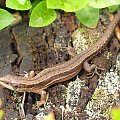 Jaszczurka zwinka (Lacerta agilis) #przyroda