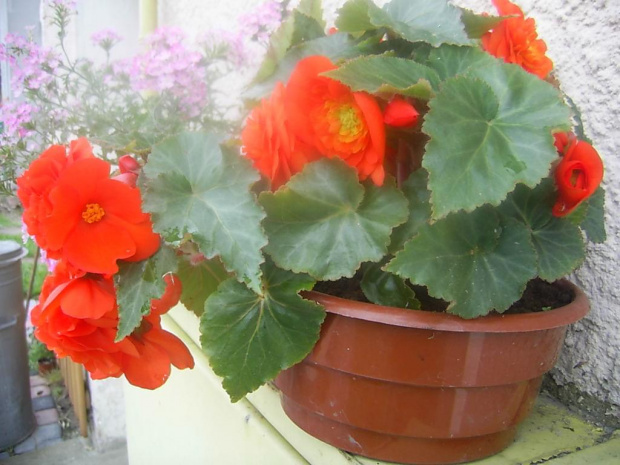 wyhodowana przeze mnie begonia 3 czerwca 2007