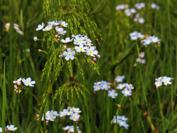 Niezapominajka błotna (Myosotis palustris) #przyroda