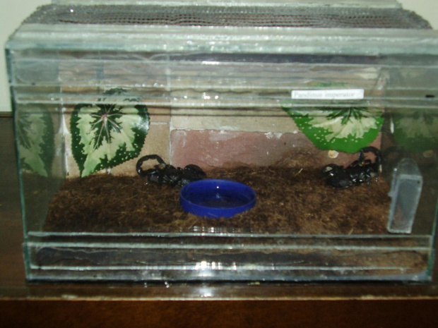 Terrarium imperatorów II