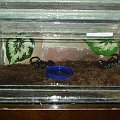 Terrarium imperatorów II