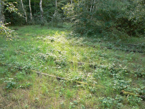 Natur-Park Schöneberger Südgelände w Berlinie #Berlin