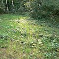 Natur-Park Schöneberger Südgelände w Berlinie #Berlin