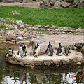 WYCIECZKA DO ZOO Z HANIĄ PRZEMKIEM SZYMKIEM I LIVIĄ