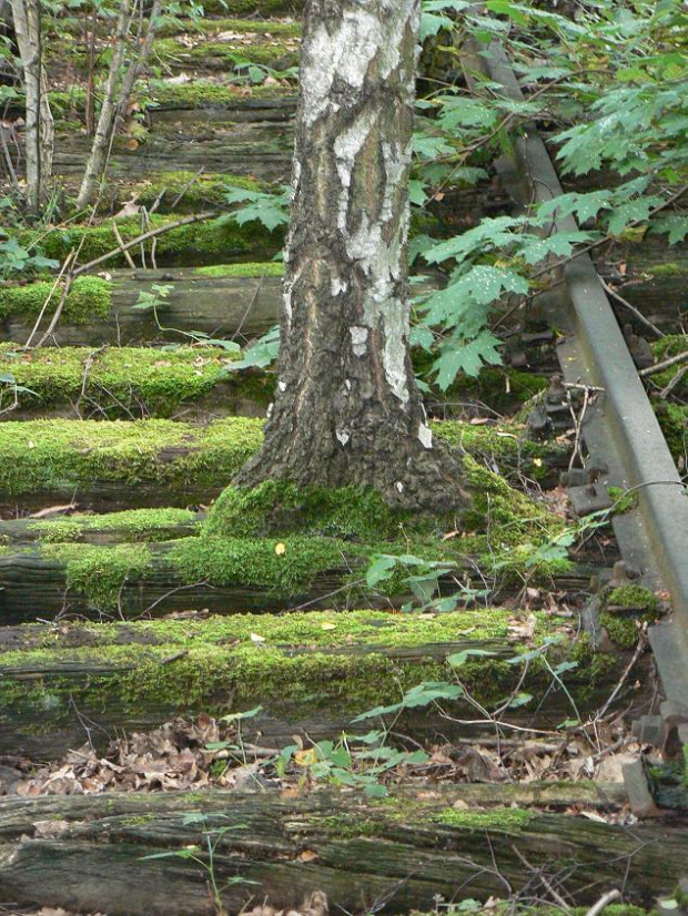 Natur-Park Schöneberger Südgelände w Berlinie #Berlin