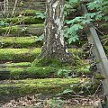 Natur-Park Schöneberger Südgelände w Berlinie #Berlin