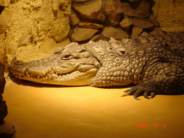 WYCIECZKA DO ZOO Z HANIĄ PRZEMKIEM SZYMKIEM I LIVIĄ