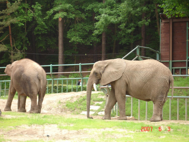 WYCIECZKA DO ZOO Z HANIĄ PRZEMKIEM SZYMKIEM I LIVIĄ