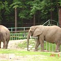 WYCIECZKA DO ZOO Z HANIĄ PRZEMKIEM SZYMKIEM I LIVIĄ