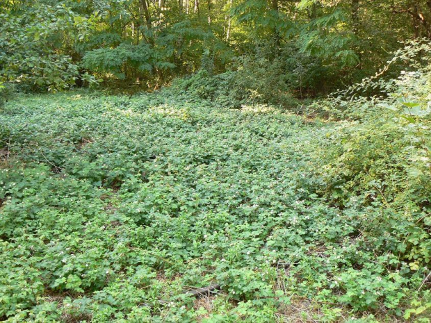 Natur-Park Schöneberger Südgelände w Berlinie #Berlin