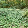 Natur-Park Schöneberger Südgelände w Berlinie #Berlin