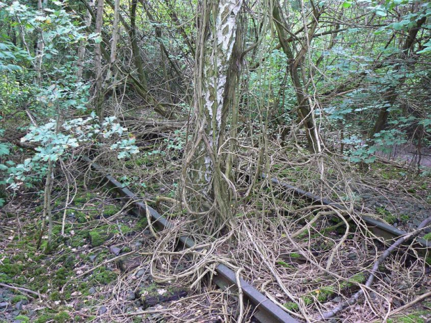 Natur-Park Schöneberger Südgelände w Berlinie #Berlin