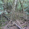 Natur-Park Schöneberger Südgelände w Berlinie #Berlin