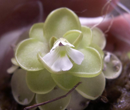 Kwiat p. gracilis x emarginata