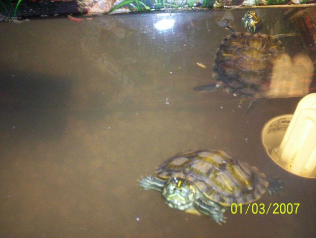 moje 2 żółwiki ktore dostalem od Agatki