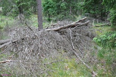Cmentarz w wiosce Pasken #CmentarzWWioscePasken #Pasken #Mazury #Remes #Rower #CmentarzWojenny #MogiłyWojenneZ1Wś